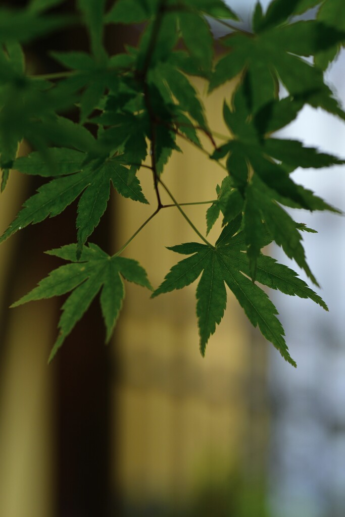 清々し青紅葉　④。。。！