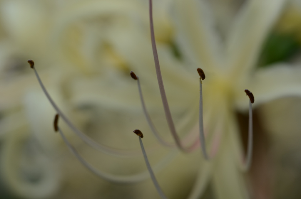 真っ白な彼岸花。。。！