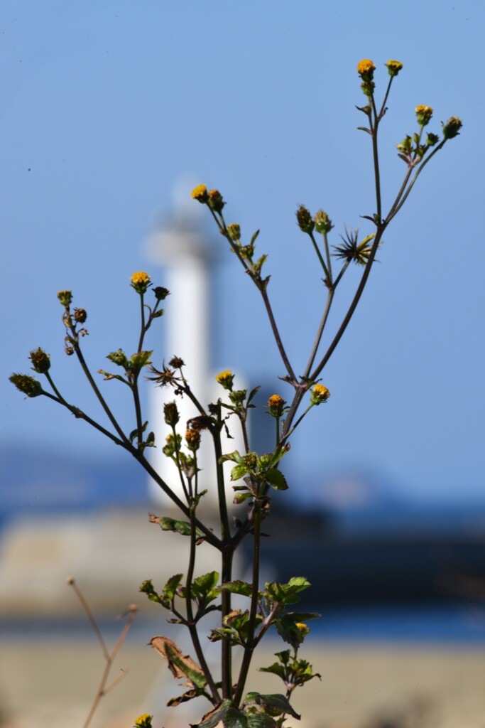 春よ来い　。。。！