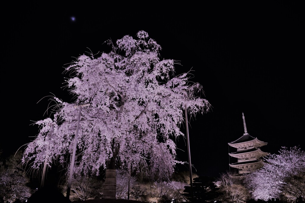 不二桜。。。！