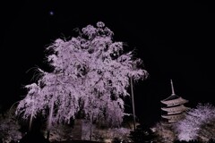 不二桜。。。！