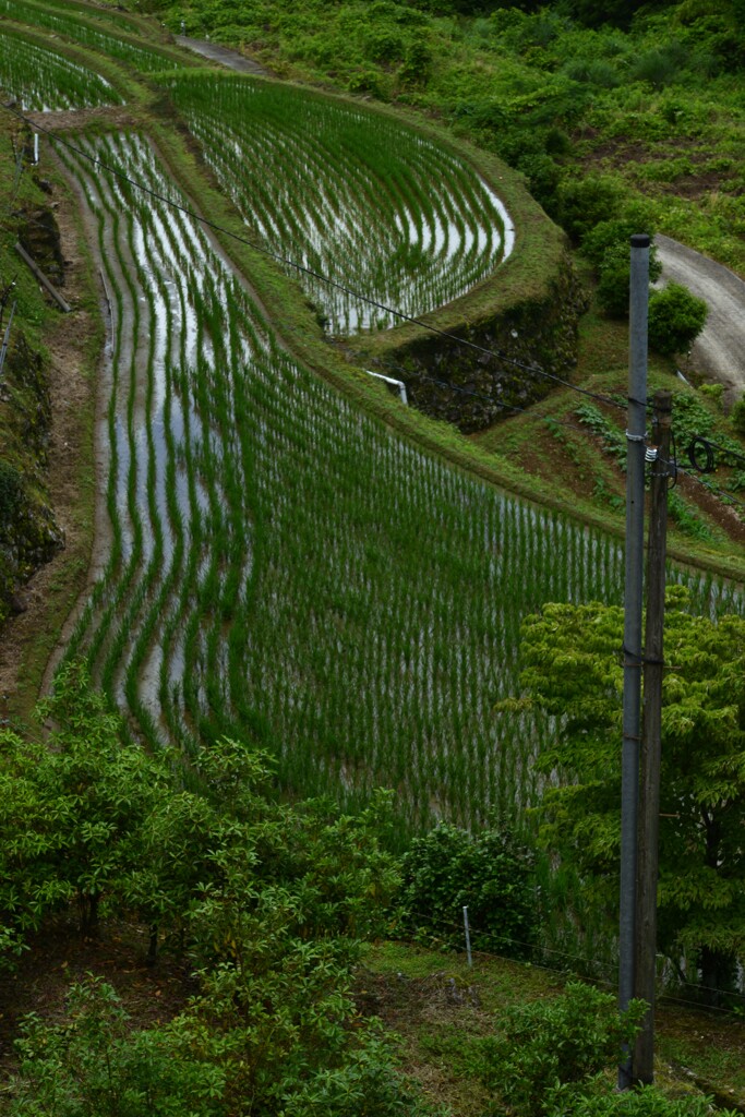 雨上がりと紫陽花　②。。。！