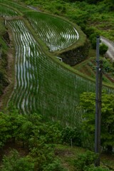 雨上がりと紫陽花　②。。。！