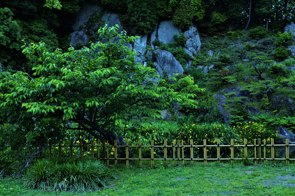 黄色いリボンの咲く公園　②。。。！