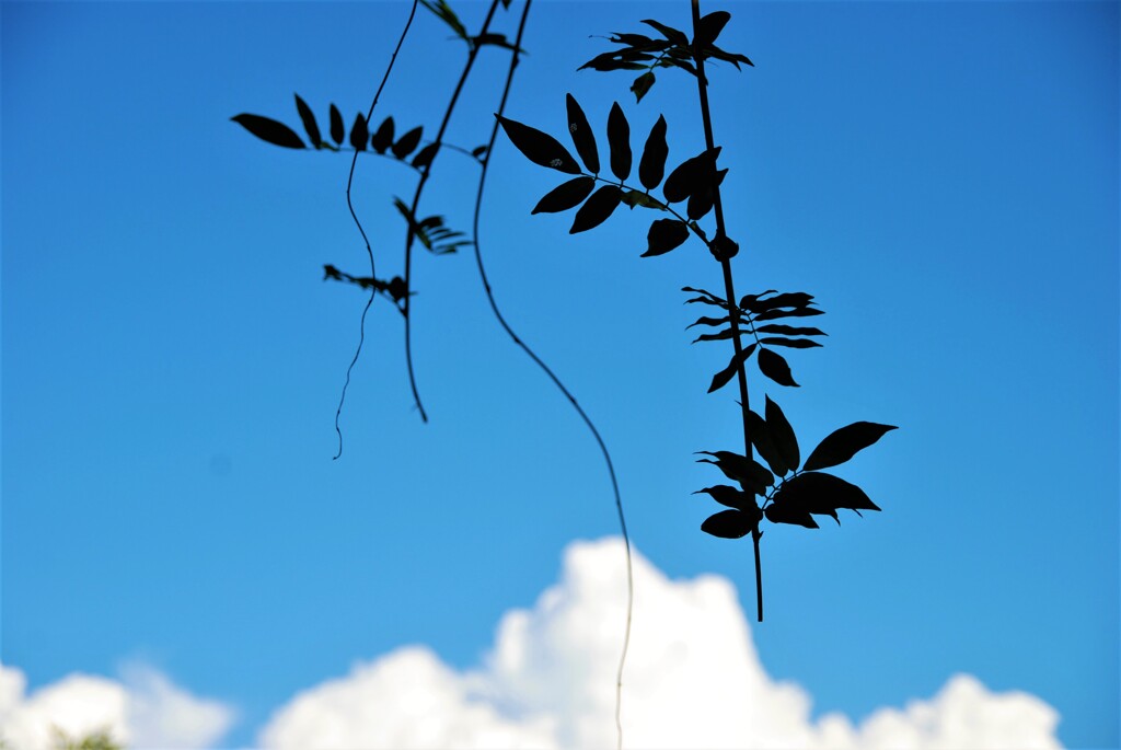 夏空の記憶　①　。。。！