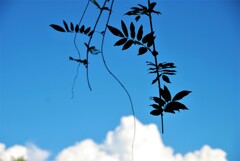 夏空の記憶　①　。。。！