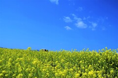 春爛漫の菜の花畑　①。。。！