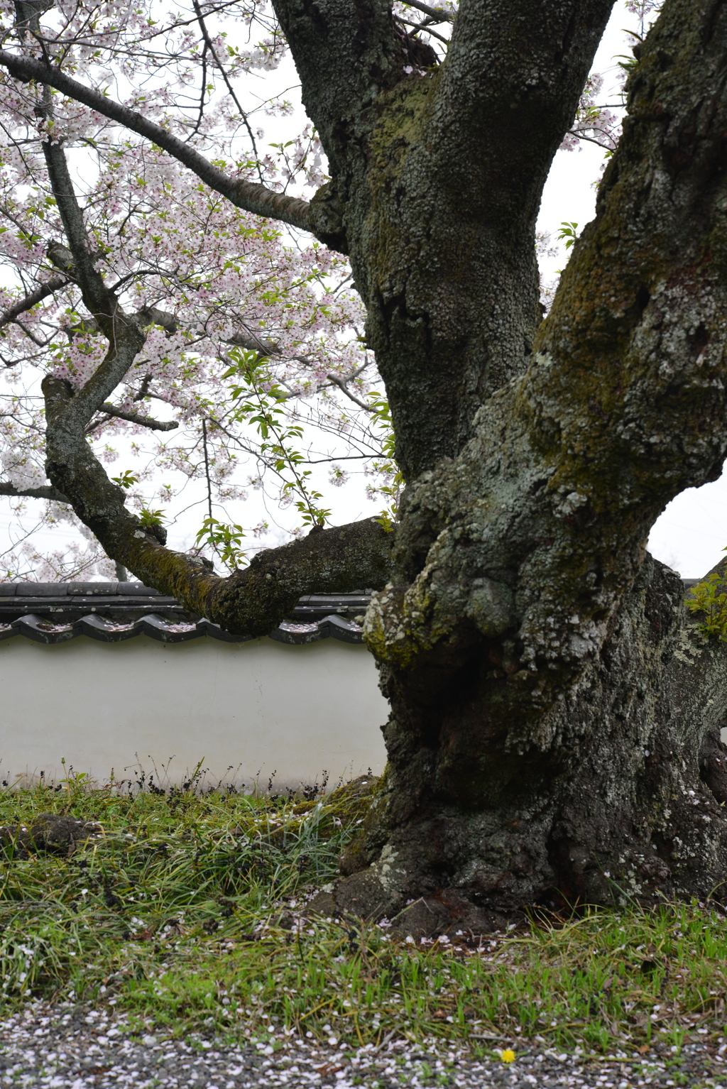 薄紅に染まる寺　⑥。。。！