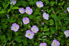 小径に咲くやすらぎ。。。！