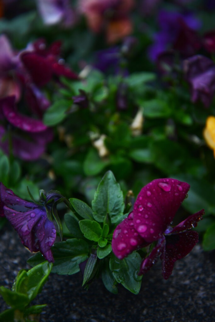 冷たい雨に打たれても。。。！