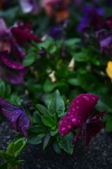 冷たい雨に打たれても。。。！