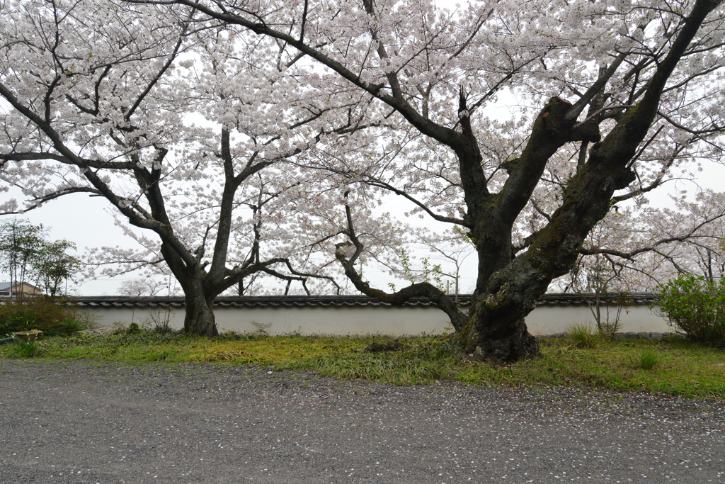 薄紅に染まる寺　①。。。！