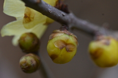 庚申庵の春花　②。。。！