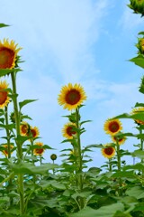 夏の元気いっぱい　④。。。！