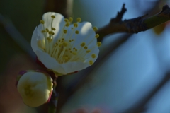 梅の花　③。。。！