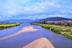 背割りのさくら並木。。。！