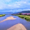背割りのさくら並木。。。！