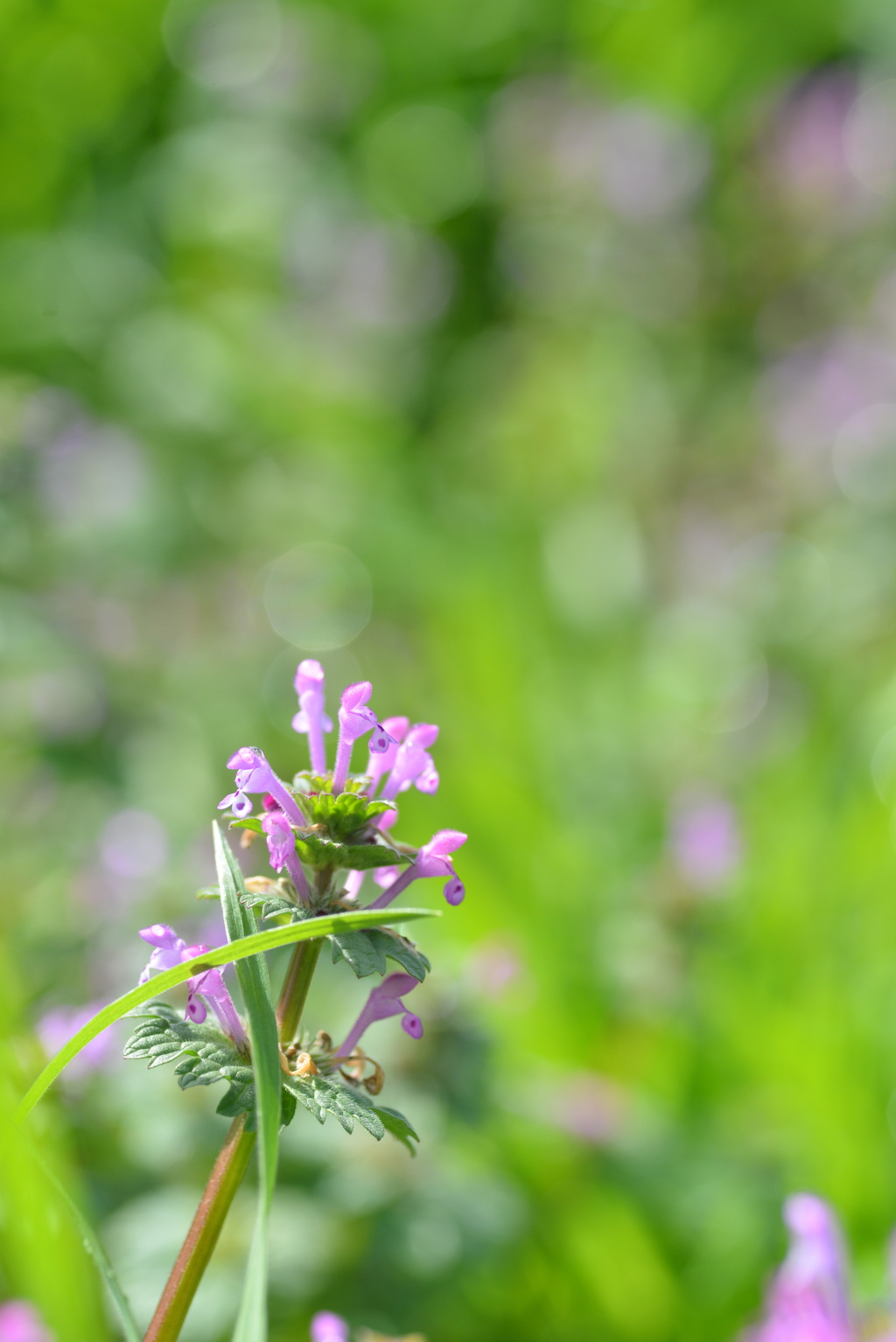 七折梅林．．野花たち　⑦。。。！