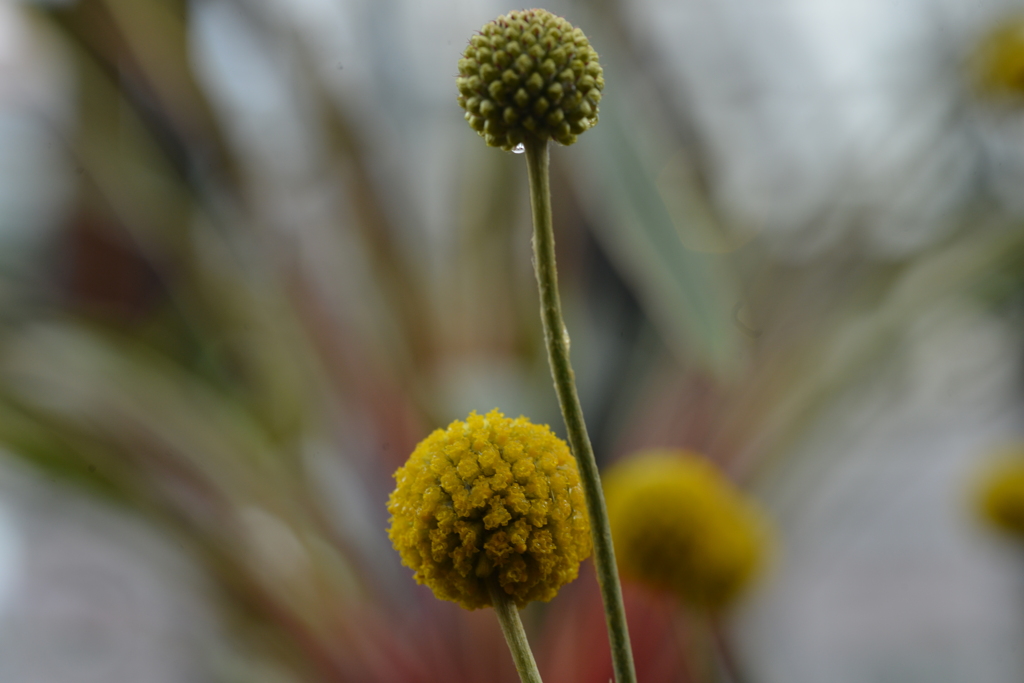 秋の花壇　①。。。！