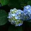 六月．．生まれたばかりの　⑥。。。！