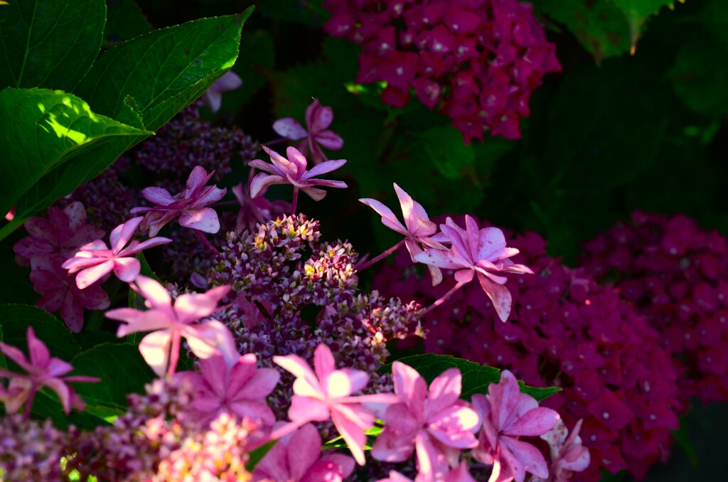 赤い紫陽花　①。。。！