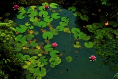 騒がしい湖面。。。！