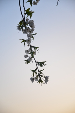 うば桜　⑥。。。！