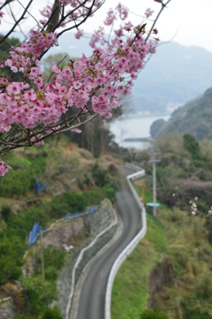 半島の春　➂。。。！