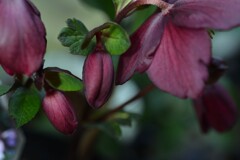 冬花　➂。。。！