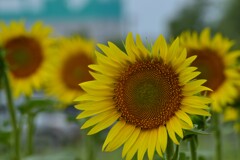 夏の元気いっぱい　①。。。！
