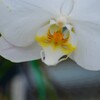 紅白咲き合戦　②。。。！