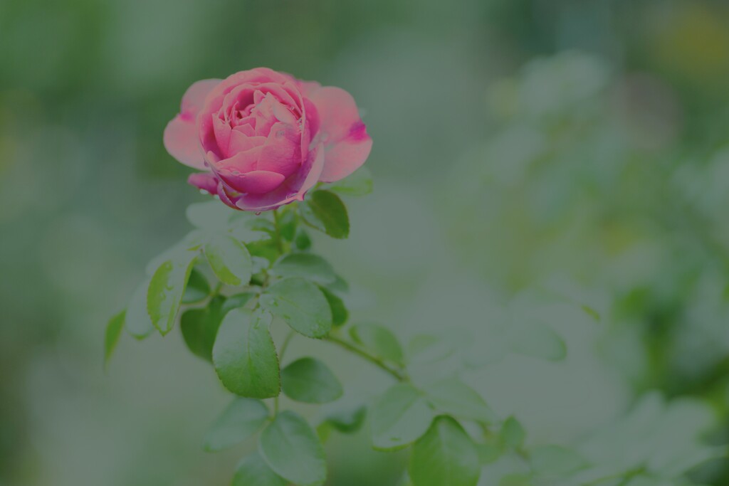 秋バラの詩　①。。。！