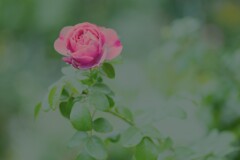 秋バラの詩　①。。。！