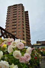 街のばら園　①。。。！