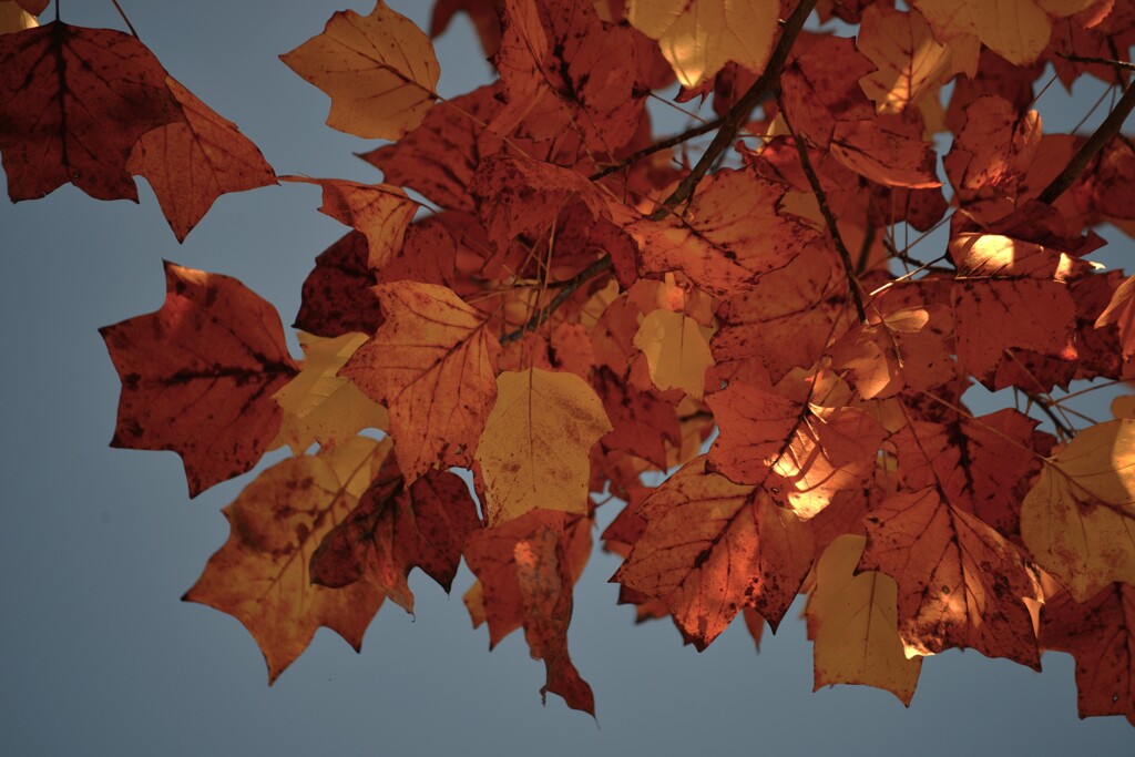 秋彩原色　➂。。。！