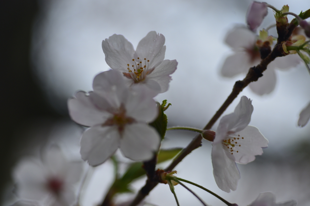 哀花．．桜の涙　④。。。！