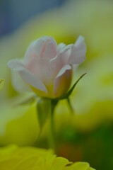 薔薇の仔たち　①。。。！