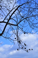 木枯らしの後に。。。！