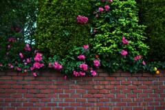 薔薇の日々　①。。。！