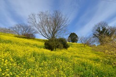 春爛漫．．黄色い丘　➁。。。！