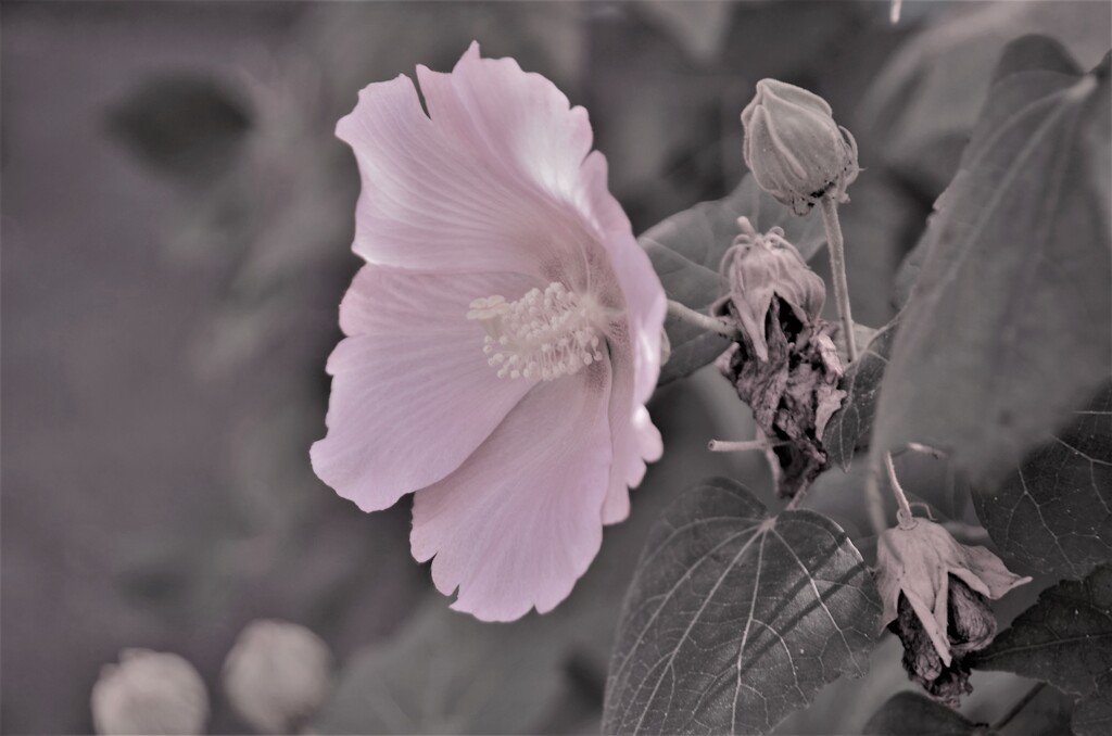 散り際の華。。。！