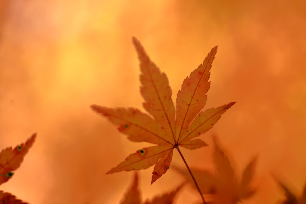 秋彩原色　⑤。。。！