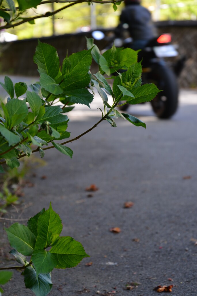 道端に　①。。。！