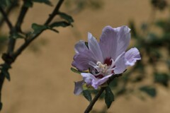 土塀沿いに咲く　⑤。。。！