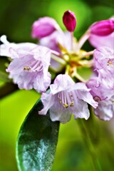 ピンクのリボン。。。！