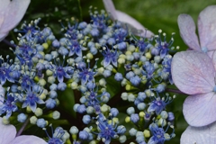 紫陽花の詩。。。！