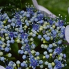 紫陽花の詩。。。！