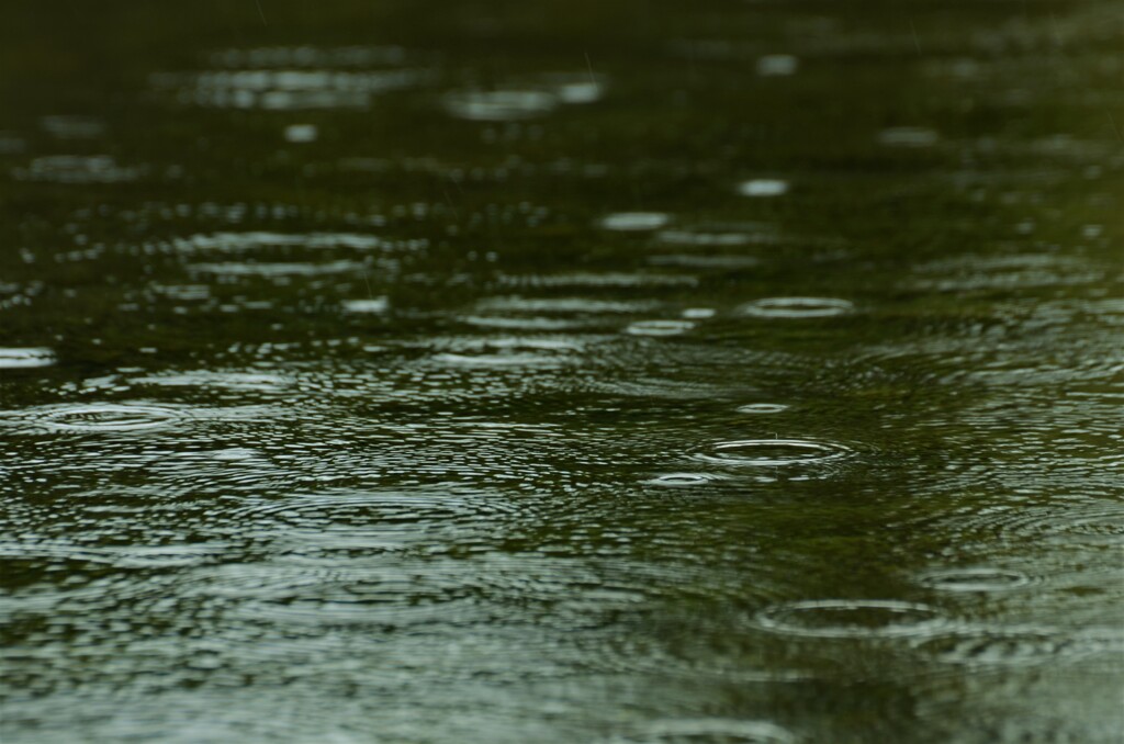 雨の日の草たち　②。。。！