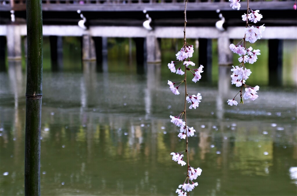 水面の枝垂桜。。。！