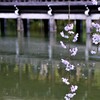 水面の枝垂桜。。。！